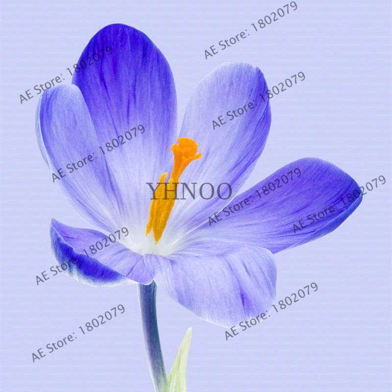 Premium Saffron Seeds - Grow Saffron Crocus Flowers for Home, Garden & Bonsai | Fast Shipping