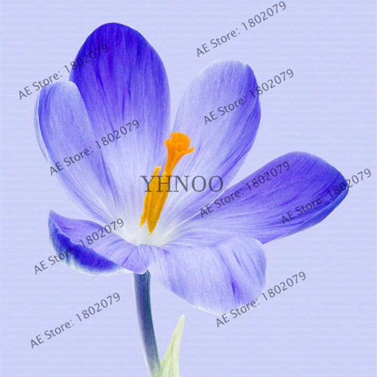 Premium Saffron Seeds - Grow Saffron Crocus Flowers for Home, Garden & Bonsai | Fast Shipping