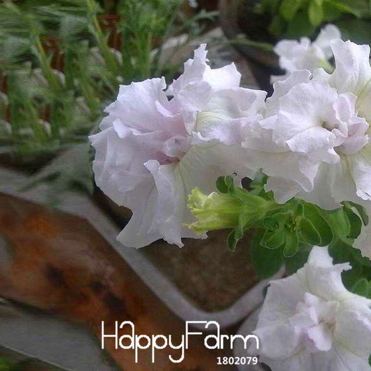 Premium White Petunia Seeds - for Garden, Bonsai & Balcony | Easy-Grow Flower Seeds