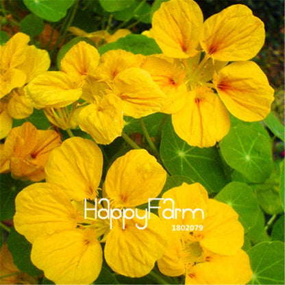 Rare Hanging Nasturtium Seeds - Vibrant Climbing Flowers for Garden & Containers