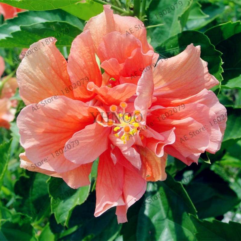 Colorful Bonsai Hibiscus Seeds - Perennial Flower for Home Garden Planting, Hibiscus Mutabilis