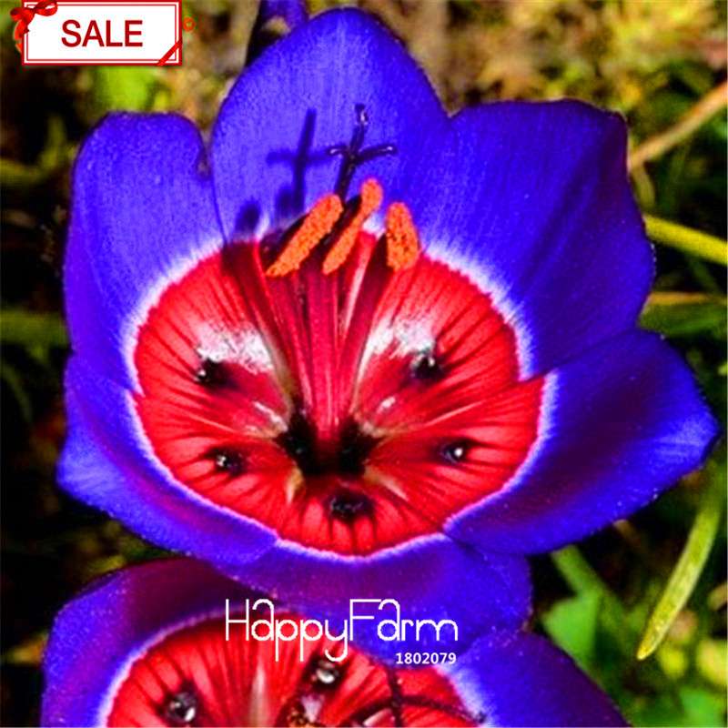 Red Sparaxis Tricolor Rose Flower Seeds - for Balcony Potted Flowers | USA Garden