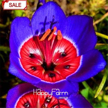 Red Sparaxis Tricolor Rose Flower Seeds - for Balcony Potted Flowers | USA Garden