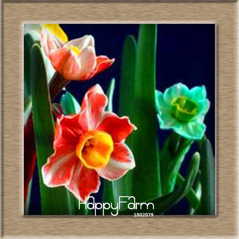 Daffodil Seeds (Narcissus Tazetta) - Indoor Flowering Bulbs for Home & Office, Easy to Grow