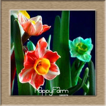 Daffodil Seeds (Narcissus Tazetta) - Indoor Flowering Bulbs for Home & Office, Easy to Grow