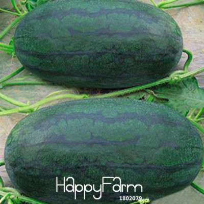 Giant Black Tyrant King Watermelon Seeds - Super Sweet for Home Gardening