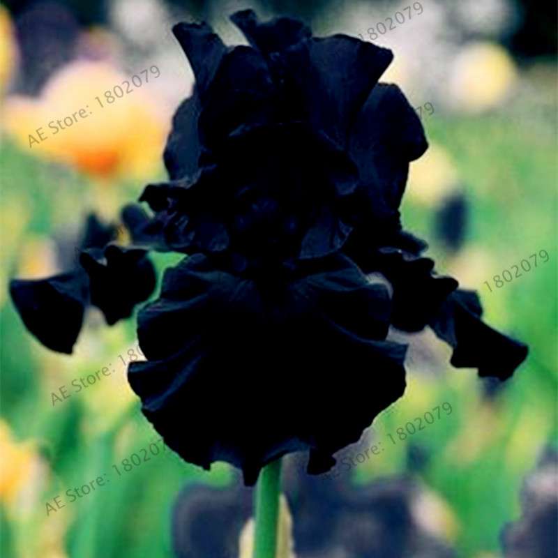 Mixed Color Bearded Iris Seeds - Rare Orchid-Like Flowers for Garden Planting, DIY Home Gardening