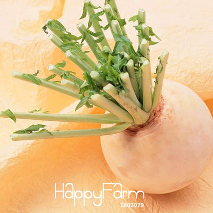 White Cherry Belle Radish Seeds - Non-GMO, Fast-Growing Vegetable Seeds for Home Garden Planting