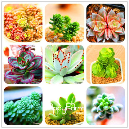 Rare Succulents Seeds - 99 Varieties, Lithops & Bonsai Plants for Office & Home