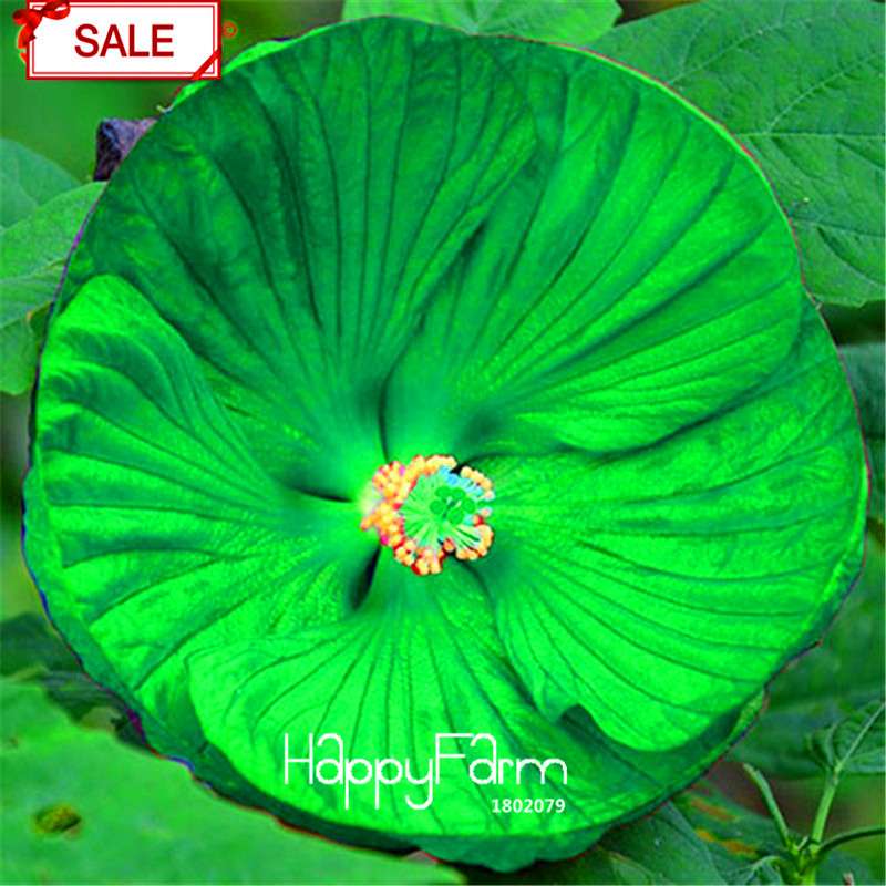 Red Giant Hibiscus Seeds - for Planting, DIY Home Garden Bonsai, Vibrant Blooming Flowers