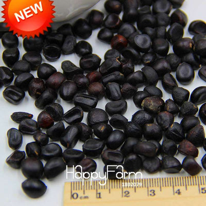 25-Color Chinese Peony Seeds - Grow Stunning Bonsai & Potted Flowers| Authentic & Easy to Plant