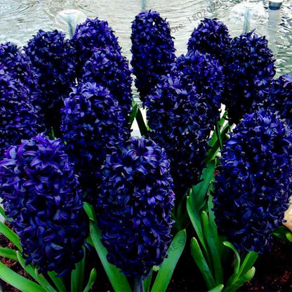 Hyacinth Seeds for Planting - Fragrant Potted Bonsai Flowers, Home Garden Blooming Bulbs