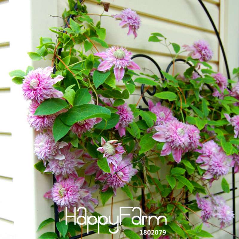 Red Clematis Seeds - Beautiful Climbing Flowers for Patio & Garden Planting | Fast-Growing Potted Plant Seeds