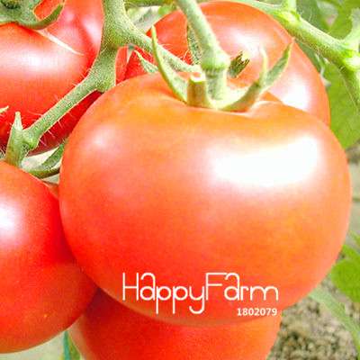 Giant Tomato Seeds for Home Garden - Sweet Pumpkin Tomato, Balcony & Container Planting