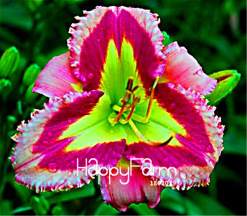Hybrid Daylily Seeds - Colorful Hemerocallis Lily for Home Garden & Bonsai | Fast-Growing Flower Seeds