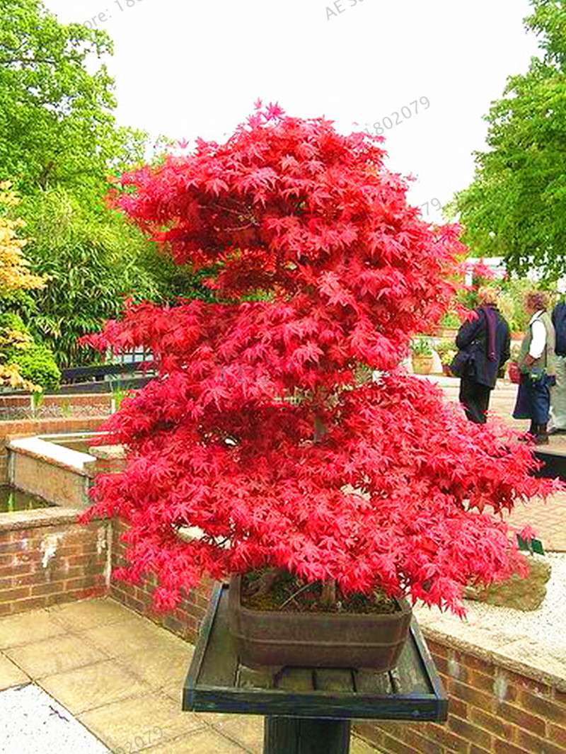 Premium Japanese Red Maple Bonsai Seeds - Gorgeous Indoor Home Tree - Fast US Shipping
