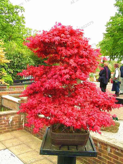 Premium Japanese Red Maple Bonsai Seeds - Gorgeous Indoor Home Tree - Fast US Shipping