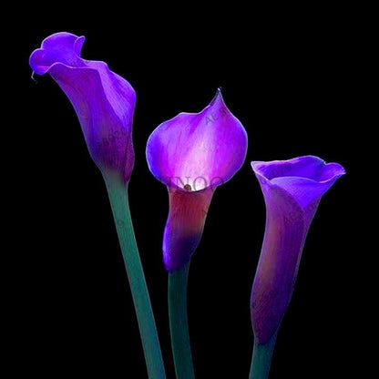 Calla Lily Seeds - Rare Perennial Bonsai Plant for Home, Garden & Wedding Bouquets | Gift Flowers