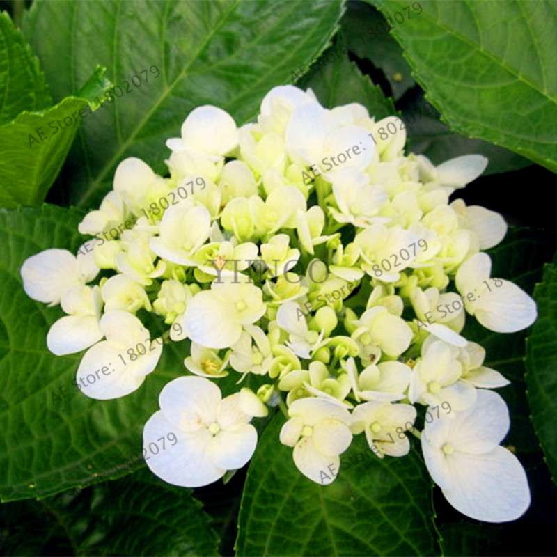 Hydrangea Seeds - Perennial Flowers for Wedding, Party, Home & Garden | Easy Grow Beautiful Blooms