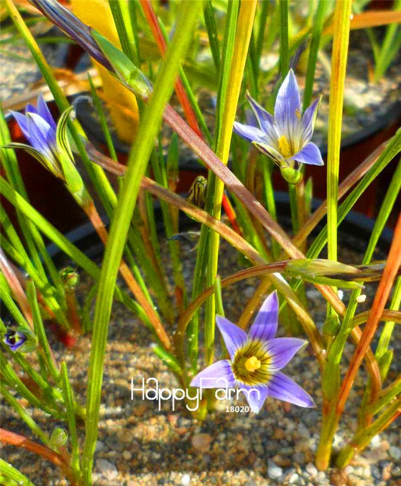 Romulea Flower Seeds - Rare, Fresh & Beautiful for Home Garden Planting