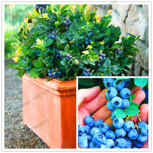 Blueberry Seeds for Planting - Edible Bonsai Fruit, Indoor & Outdoor Garden Plants - Non-GMO, Fast Growth