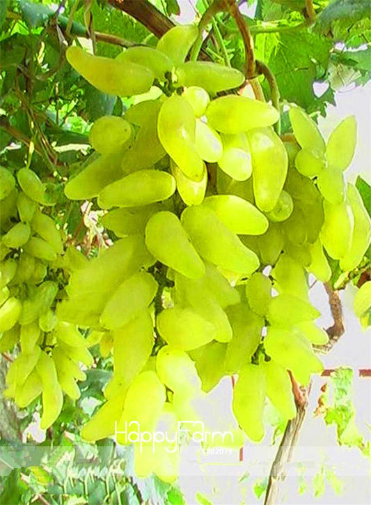 Organic Green Sweet Grape Seeds - Non-GMO, Hardy Fruit Plant for Home Garden