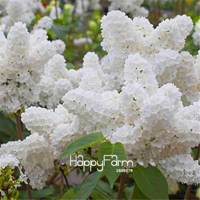 Japanese Bonsai Lilac Flower Seeds - DIY Home Garden Planting Kit for Indoor/Outdoor