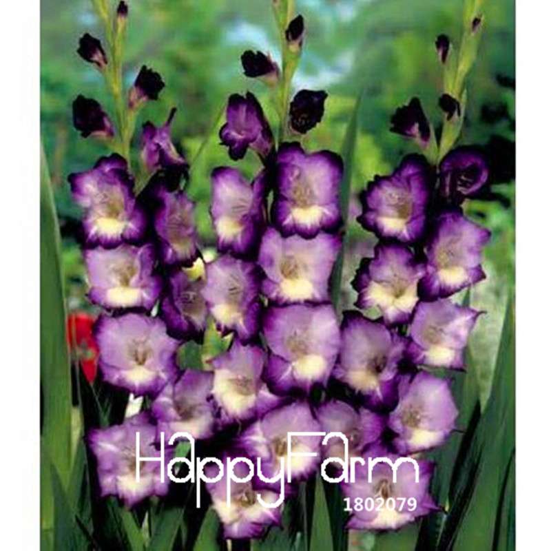 Rare Gladiolus Flower Seeds - Colorful Perennial Sword Lily for Home Garden Planting
