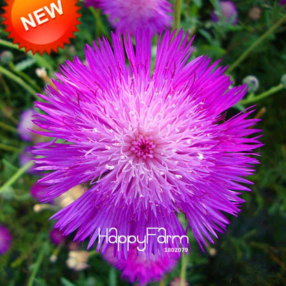 Buy Purple Cornflower Seeds - Scented Centaurea Cyanus for Balcony & Potted Plants | Fast US Shipping