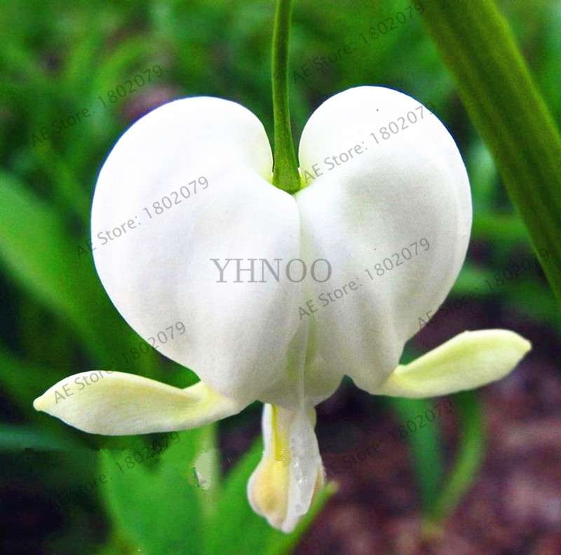 Bleeding Heart Seeds (Dicentra Spectabilis) - Orchid Seeds for Pots & Cottage Gardens
