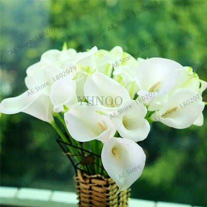 Rare Mixed Color Calla Lily Seeds - Beautiful Bonsai Flowers for Home Garden & Backyard Planting