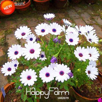 Blue Daisy Flower Seeds - White Osteospermum, for Home Garden Planting