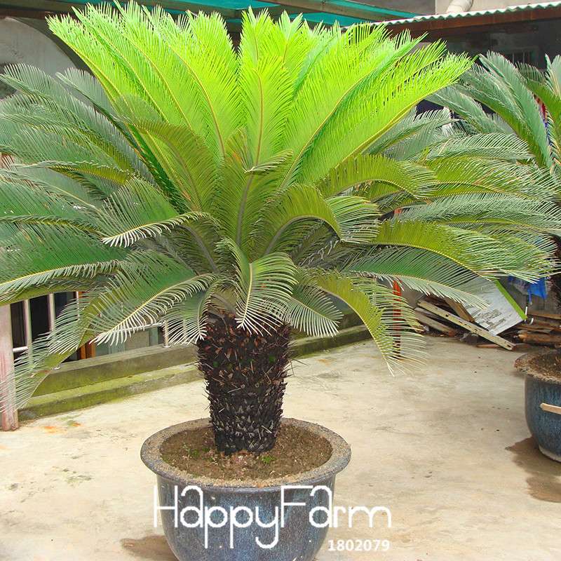 Cycas Seeds for Planting - DIY Home Garden, Potted Houseplant, Easy Grow Indoor/Outdoor