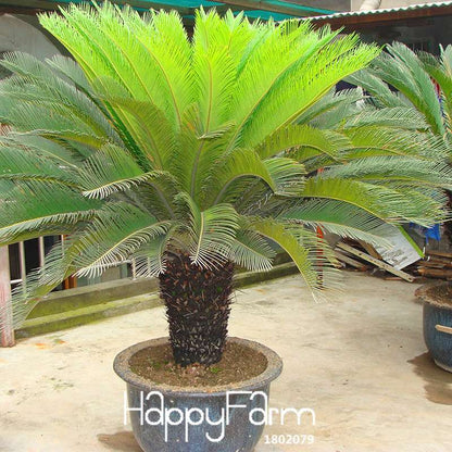 Cycas Seeds for Planting - DIY Home Garden, Potted Houseplant, Easy Grow Indoor/Outdoor