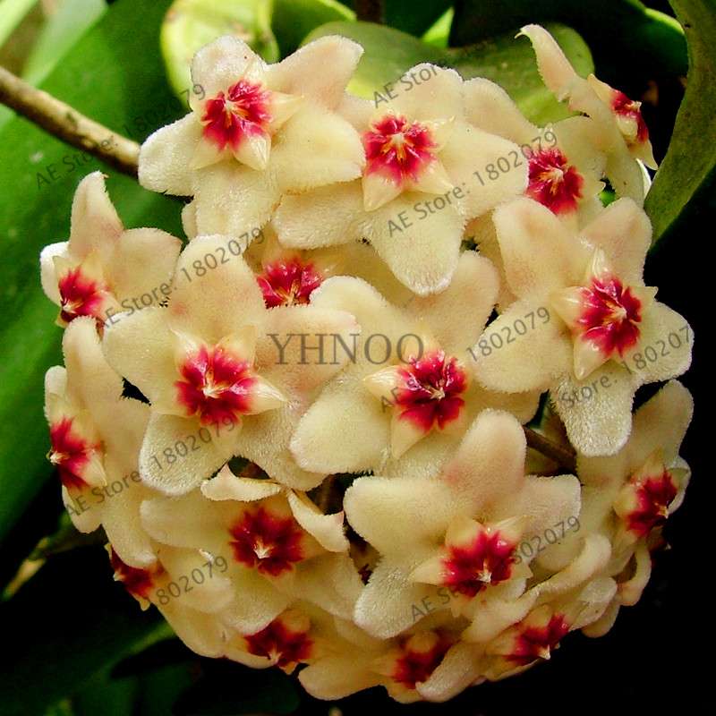 24 Color Hoya Carnosa Seeds - Rare Perennial Bonsai Plant for Home Garden