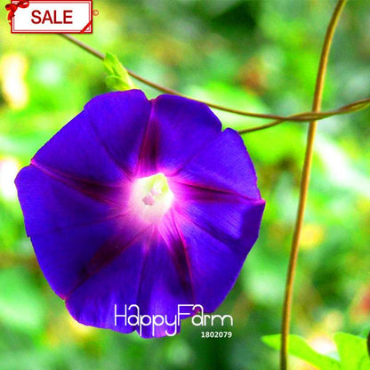 Purple Morning Glory Seeds - Vibrant Chinese Ipomoea Nil Flowers for Garden