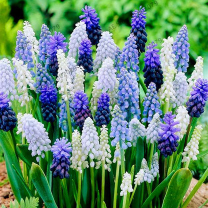 Hyacinth Seeds for Planting - Fragrant Potted Bonsai Flowers, Home Garden Blooming Bulbs