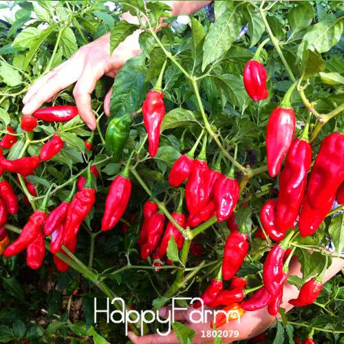 Organic India Devil Hot Chili Seeds - World's Hottest Pepper for Garden & Pots, Non-GMO, Homegrown