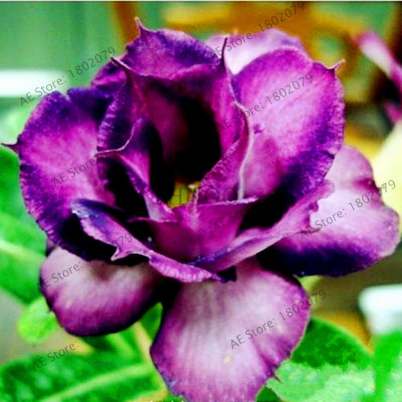 Mixed Color Desert Rose Seeds - Easy to Grow Bonsai Flower for Home Garden Planting