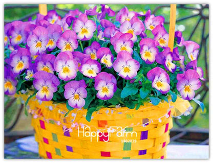 Rare Pansy Seeds (Viola cornuta) - Indoor Bonsai Flower Seeds for Home Garden Planting