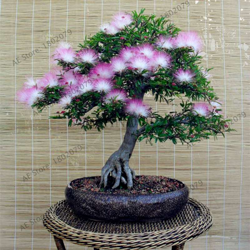 Albizia Flower Seeds (Mimosa Tree) - Bonsai & Ornamental Garden Tree for Home Planting