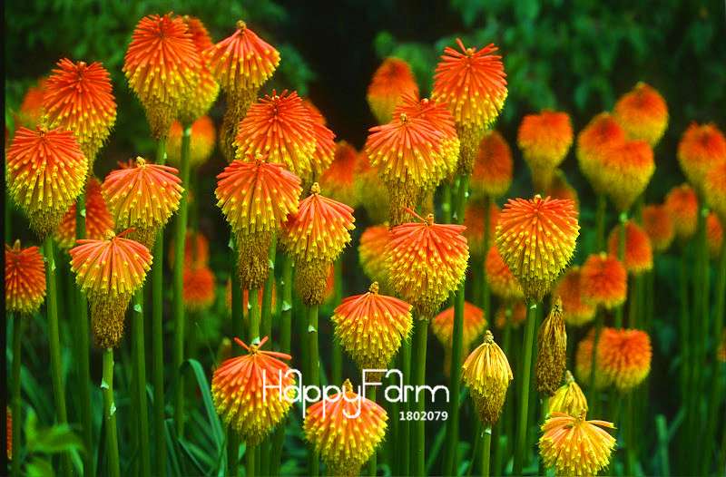 Kniphofia Red Hot Poker Seeds - Long Blooming Fiery-Hued Flowers for Garden Planting
