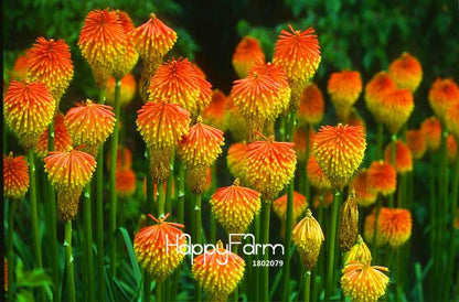 Kniphofia Red Hot Poker Seeds - Long Blooming Fiery-Hued Flowers for Garden Planting