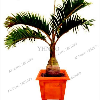 Bottle Palm Tree Seeds - Exotic Tropical Bonsai Plants for Home & Garden - Fast Shipping