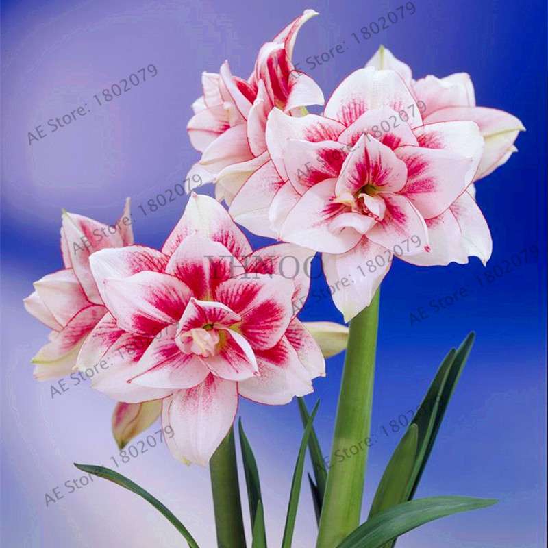 Vibrant Amaryllis Flower Seeds - High Germination, Easy to Grow, Hippeastrum Rutilum