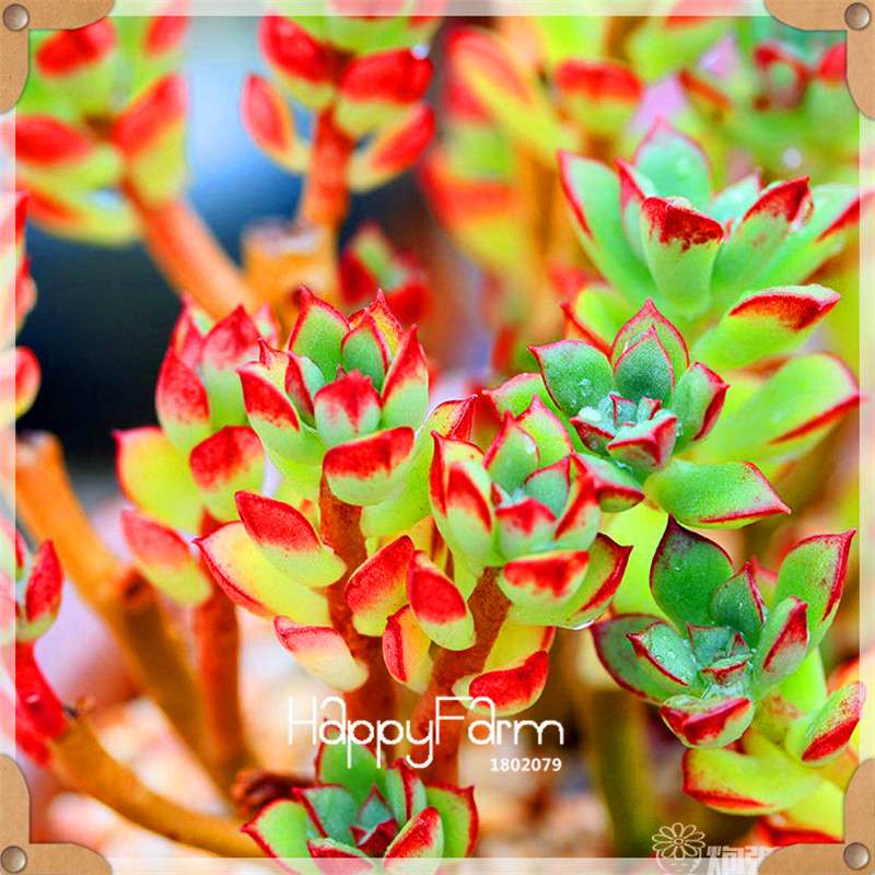 Rare Succulents Seeds - 99 Varieties, Lithops & Bonsai Plants for Office & Home