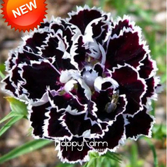 Black Carnation Flower Seeds - Rare Dianthus Bonsai Plants for Home Garden, Unique & Exotic Blooms