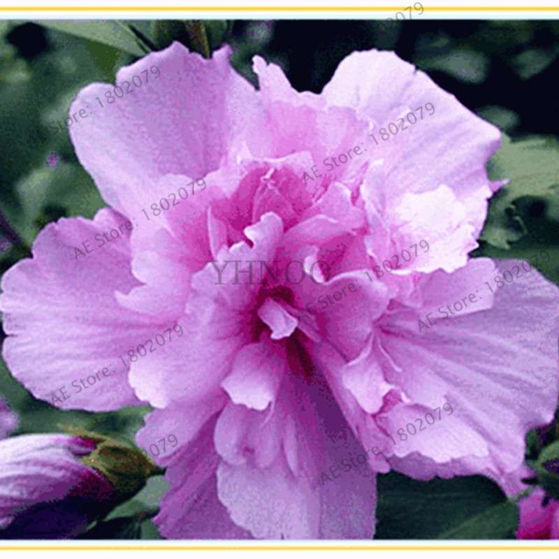 Mixed Color Hibiscus Seeds - Perennial Dinner Plate Hibiscus for Home Garden & Bonsai Planting