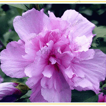 Mixed Color Hibiscus Seeds - Perennial Dinner Plate Hibiscus for Home Garden & Bonsai Planting