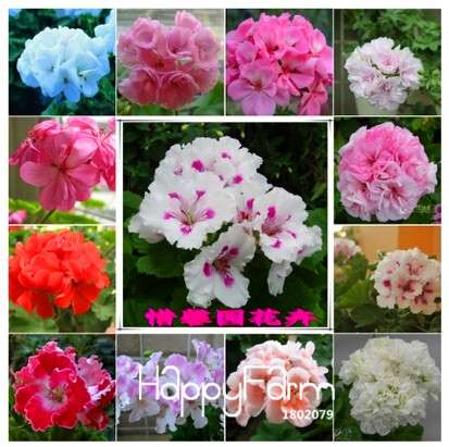 Geranium Seeds for Potted Balcony Planting - Fast Sprouting Pelargonium Flowers